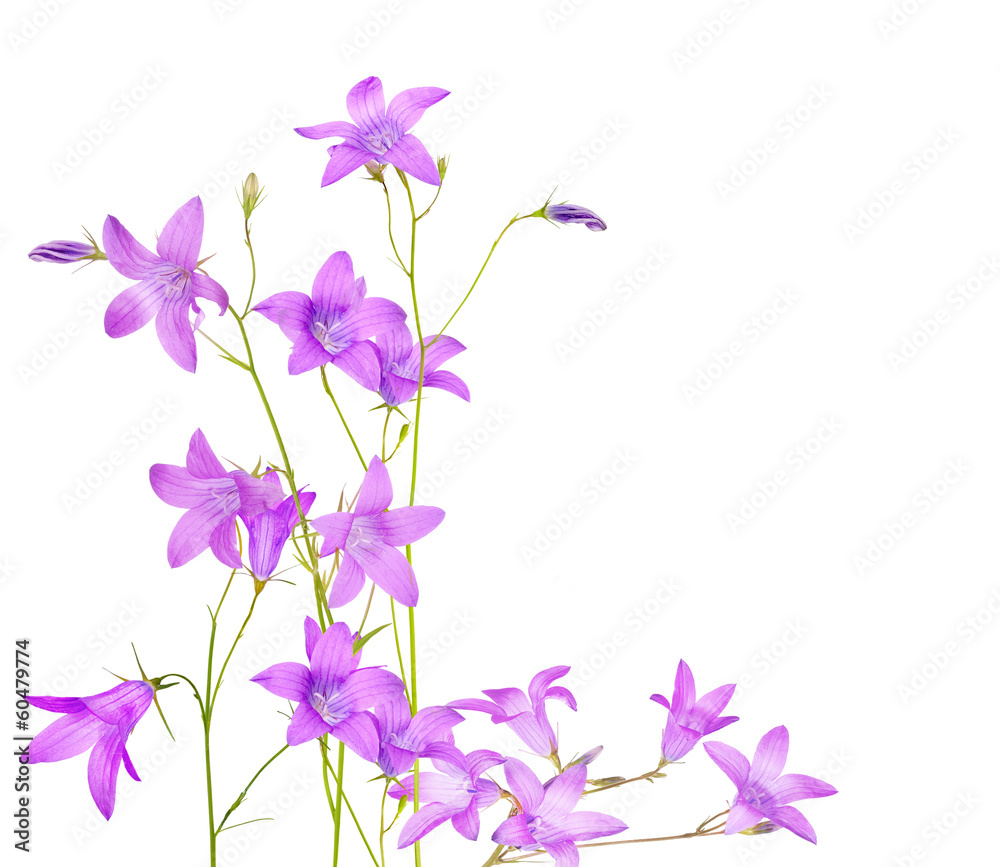 isolated blue campanula flowers composition