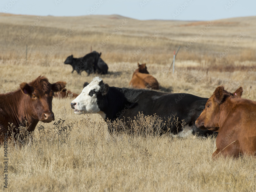Resting Beef Cattle