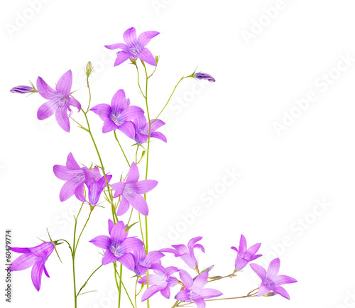 isolated blue campanula flowers composition
