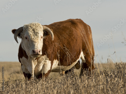 Fotografía Hereford Bull