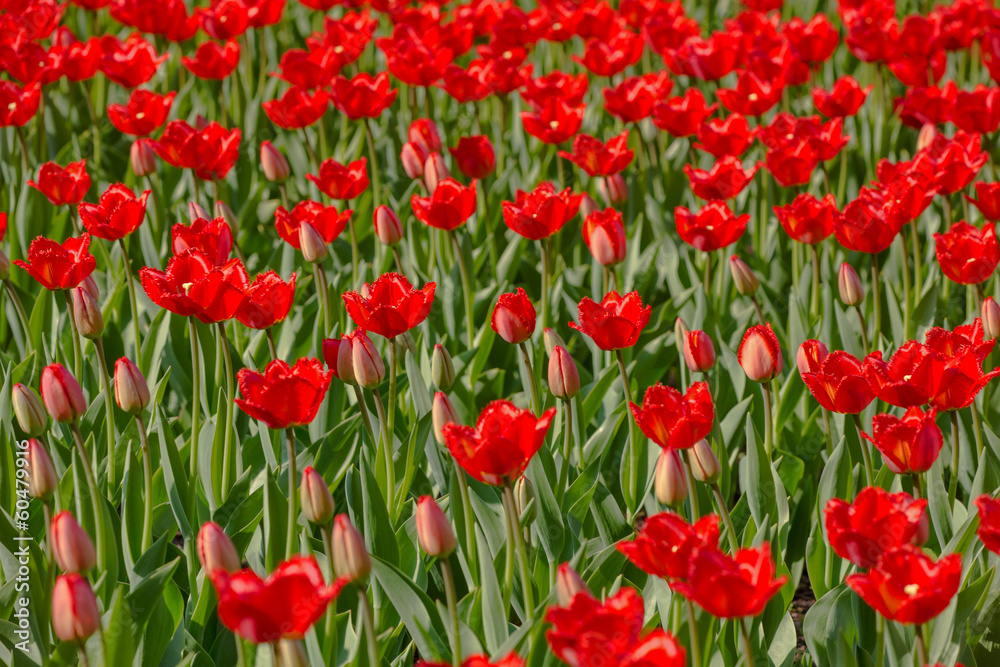 background with red buds and open tulips background with red buds and open tulips