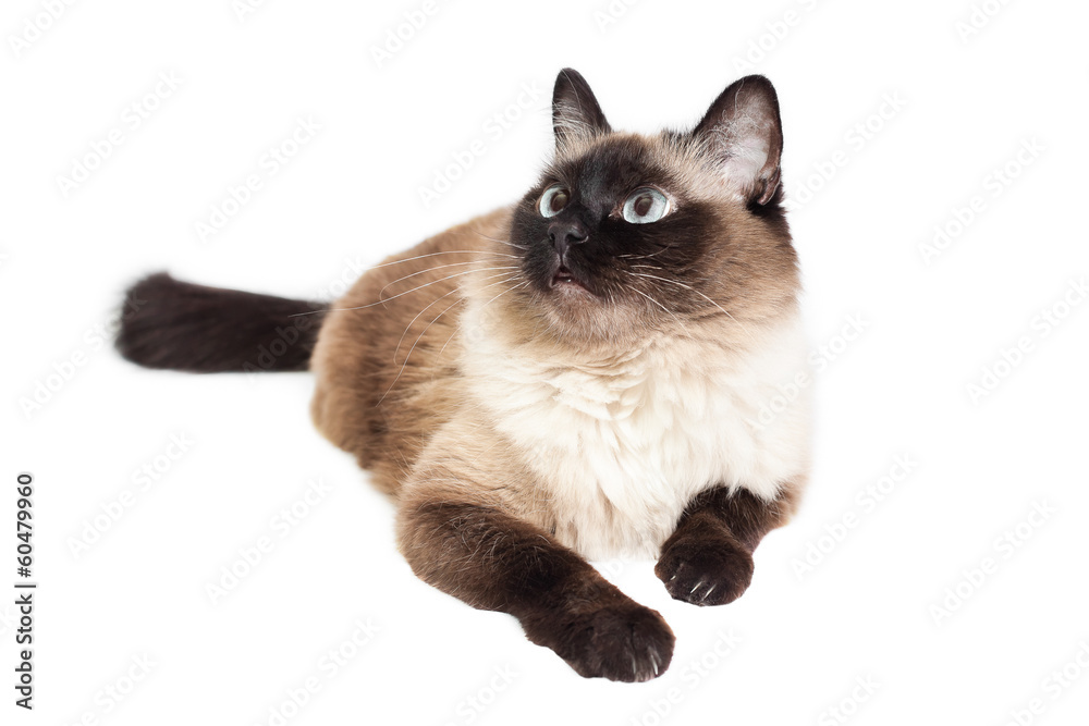 Balinese cat lies on a white background