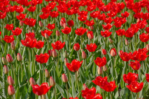background with red buds and open tulips