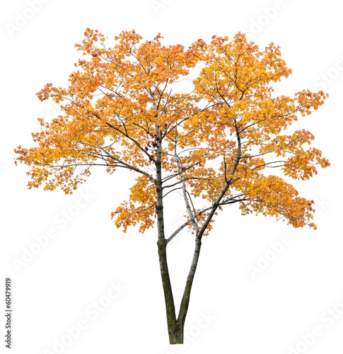 bright orange isolated maple tree
