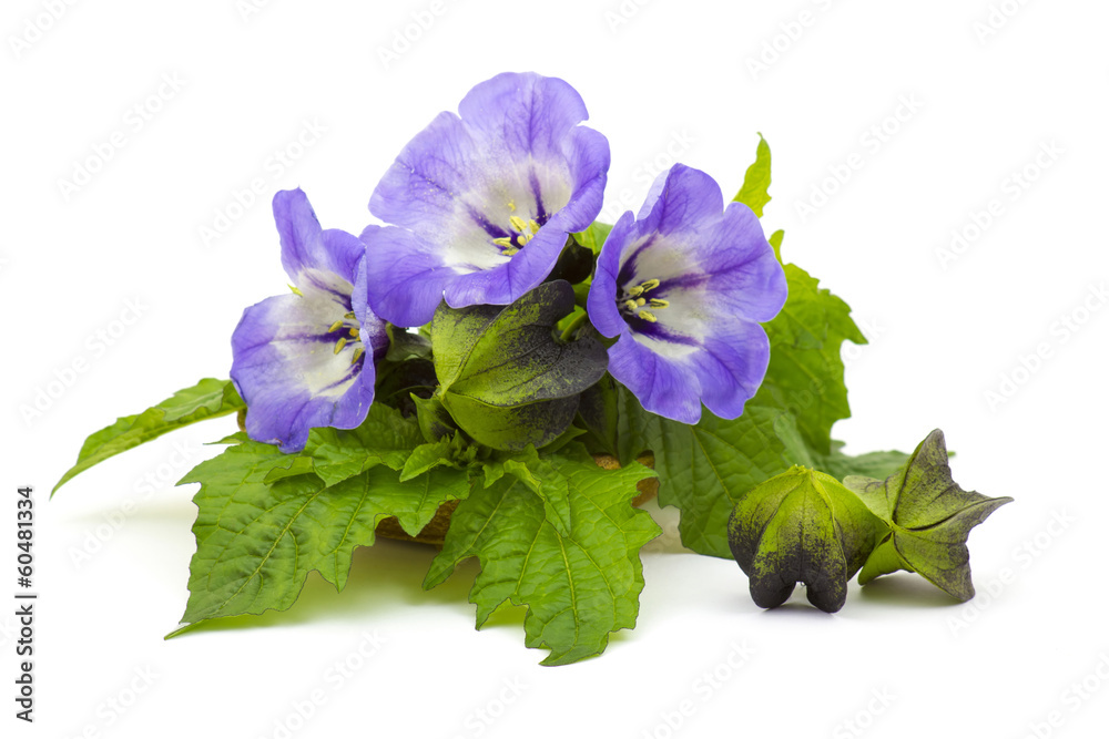 Naklejka premium bellflowers on white background