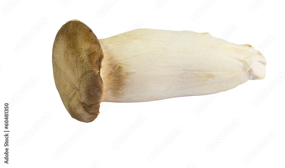 Mushroom names Eringii on white background Mushroom names Eringii on white background