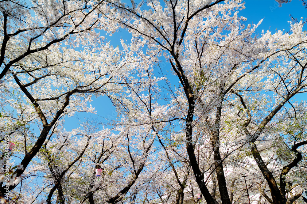 sakura flower for adv or others purpose use sakura flower for adv or others purpose use