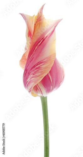 Fototapeta Naklejka Na Ścianę i Meble -  tulip