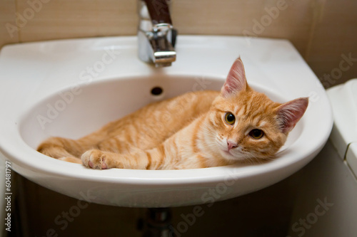 Orange cat lies in the laver