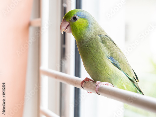 Pacific Parrotlet, Forpus coelestis on green grass (forpus is a