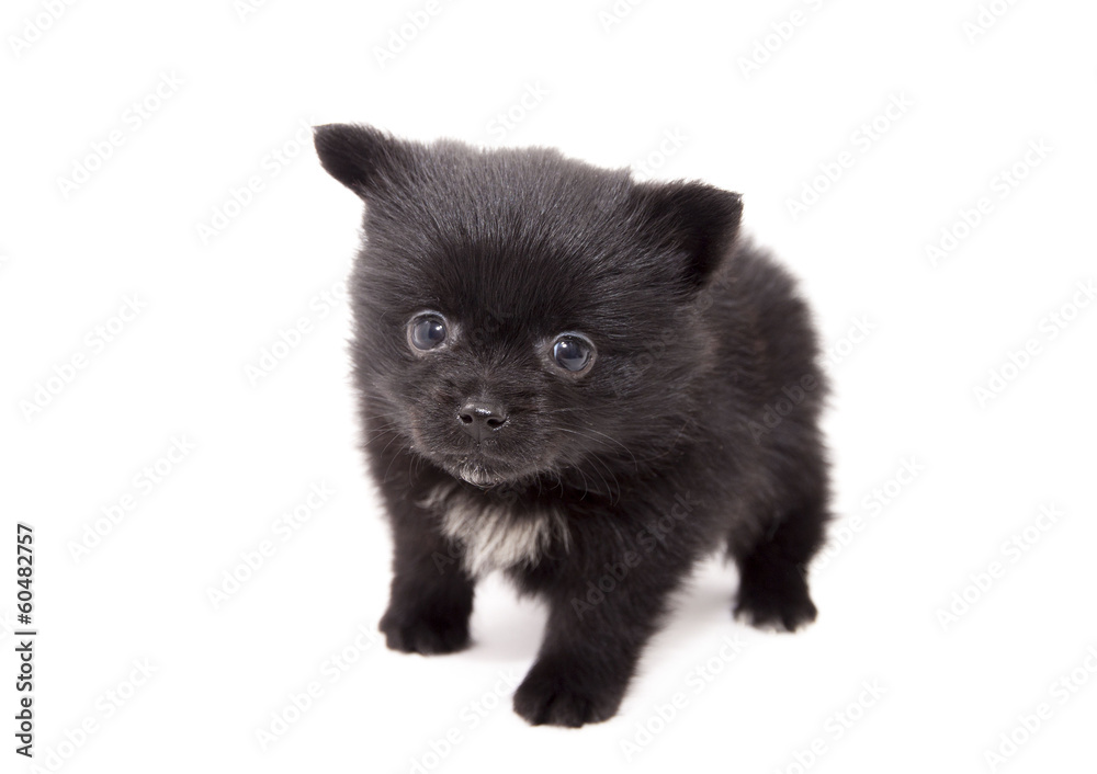 German Spitz puppy on a white background small. German Spitz puppy on a white background small.