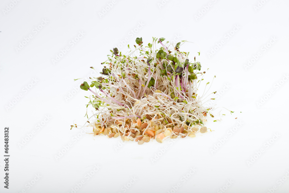 The healthy diet. Fresh sprouts isolated on white background The healthy diet. Fresh sprouts isolated on white background