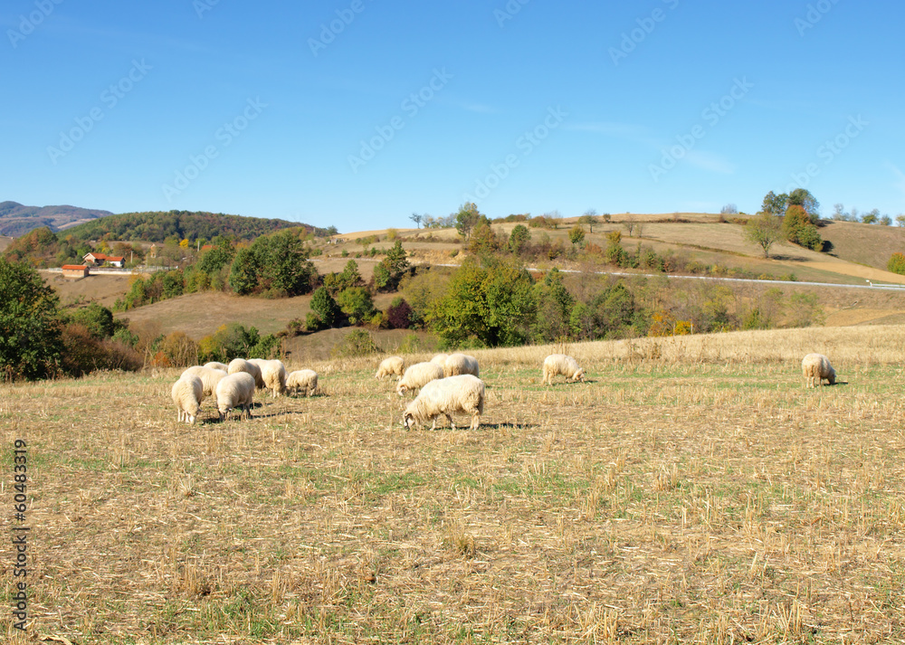 Fototapeta premium Sheep