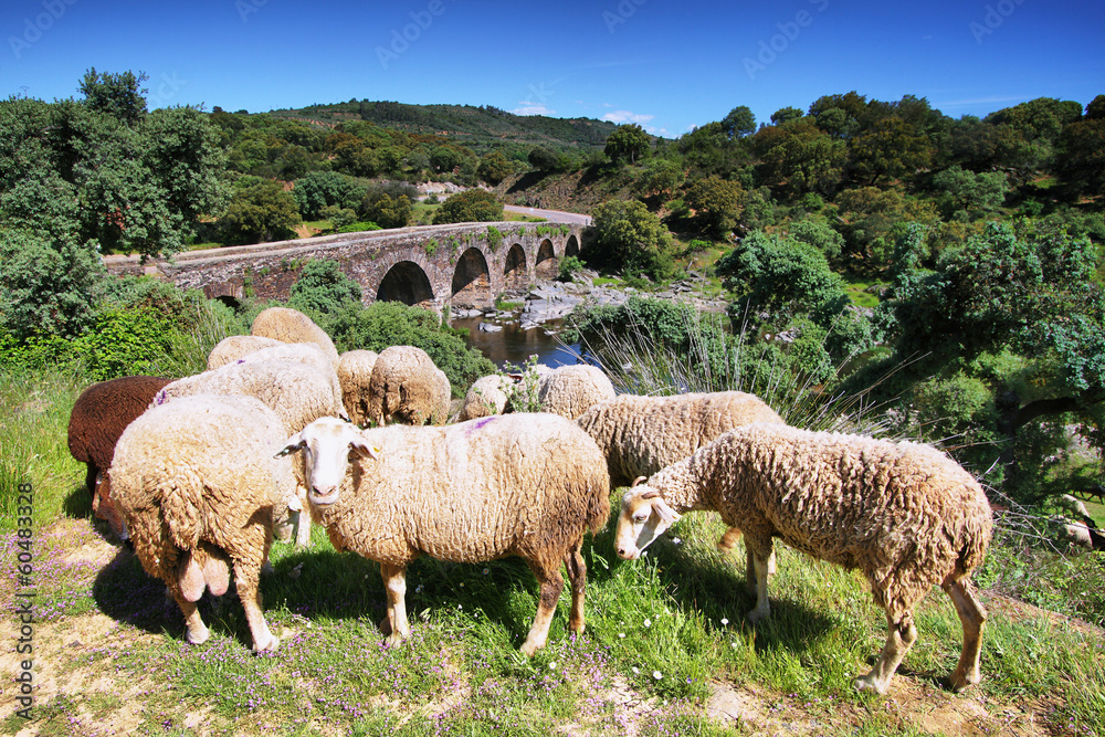 Sheeps looking at me and roman bridge at background Sheeps looking at me and roman bridge at background