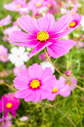 Pink cosmos flower close up