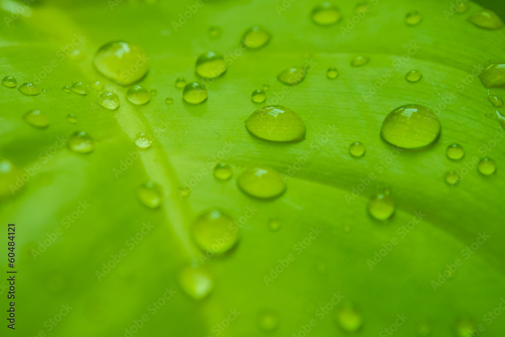 green leaf with drops of water