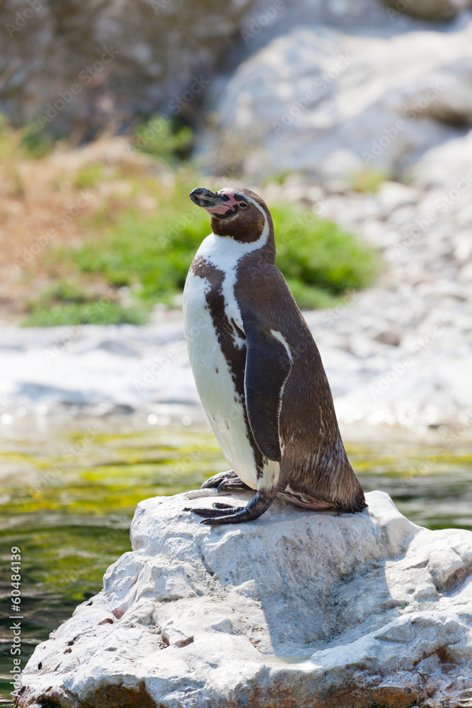 Obraz premium Humboldt's penguin standing on a stone