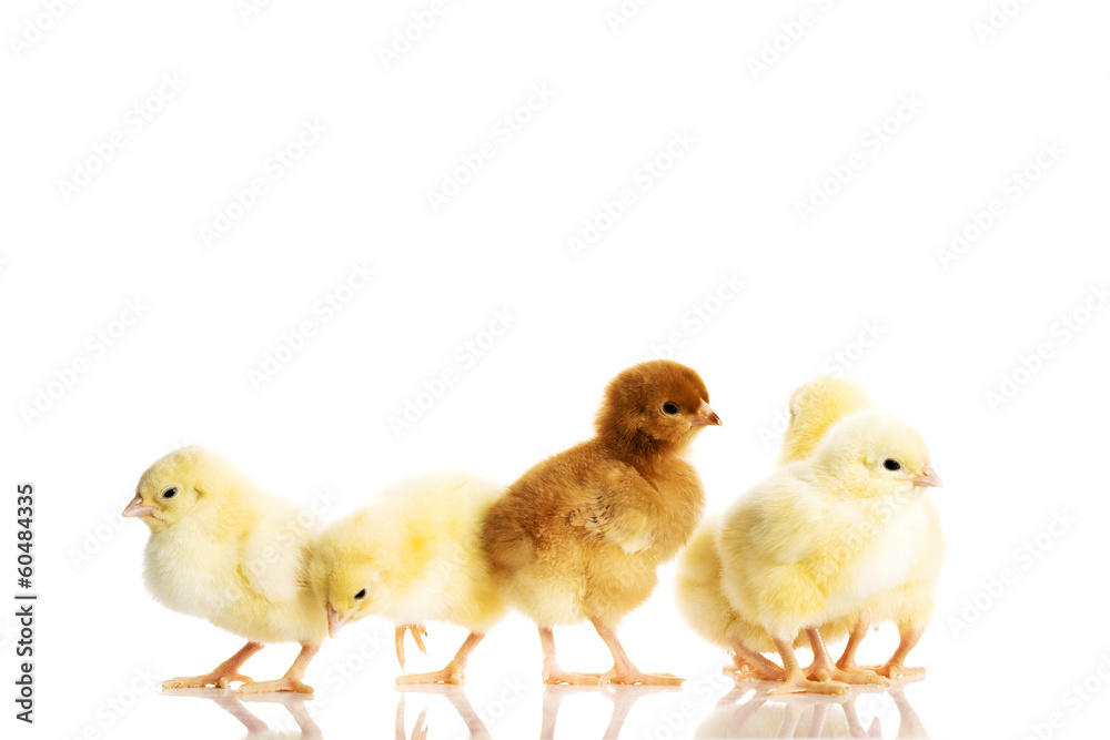 Group of small chicken. Group of small chicken.