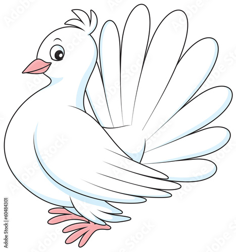 Fototapeta Naklejka Na Ścianę i Meble -  White pigeon