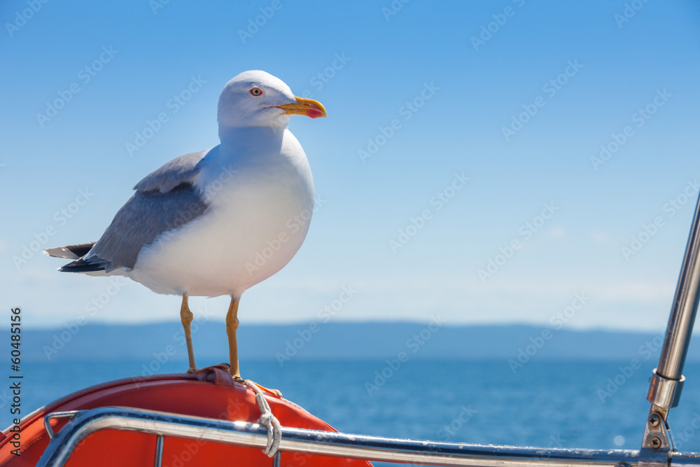 Obraz premium Seagull