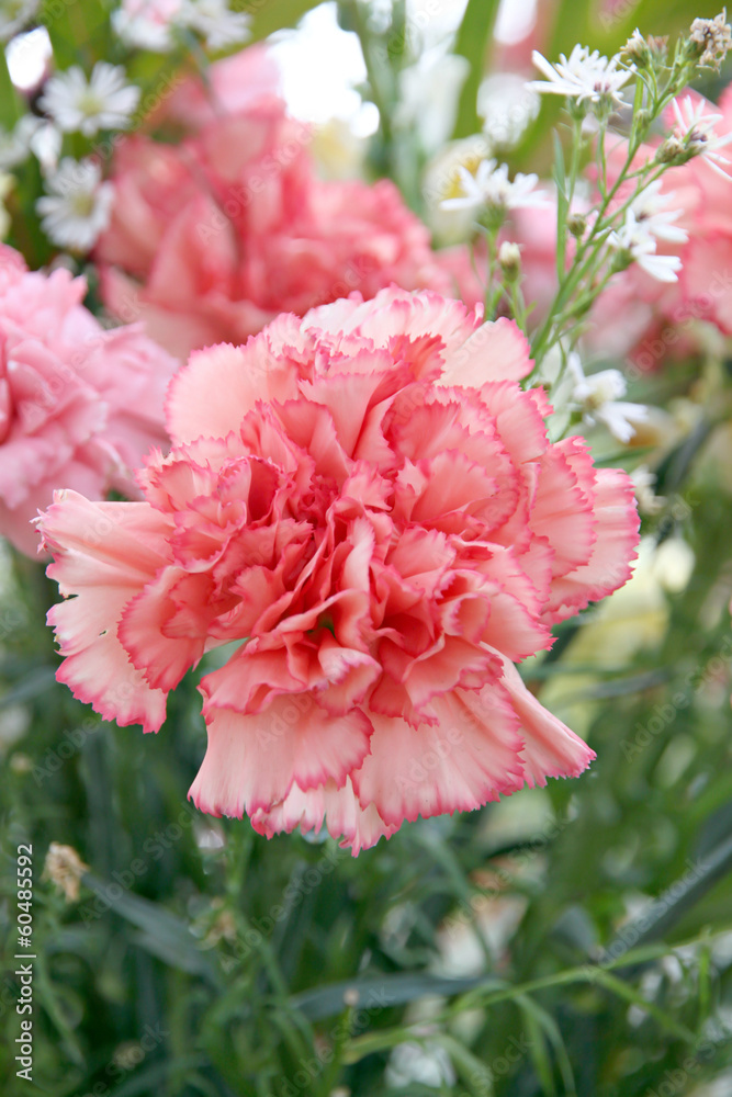 Soft orange carnation. Soft orange carnation.
