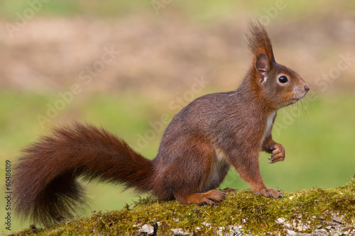 Eichhörnchen © hfox