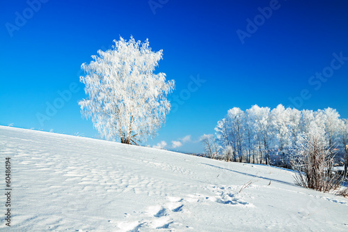 winter landscape with a lonely tree and the blue sky