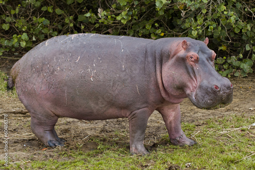 Canvas-taulu Grazing hippo