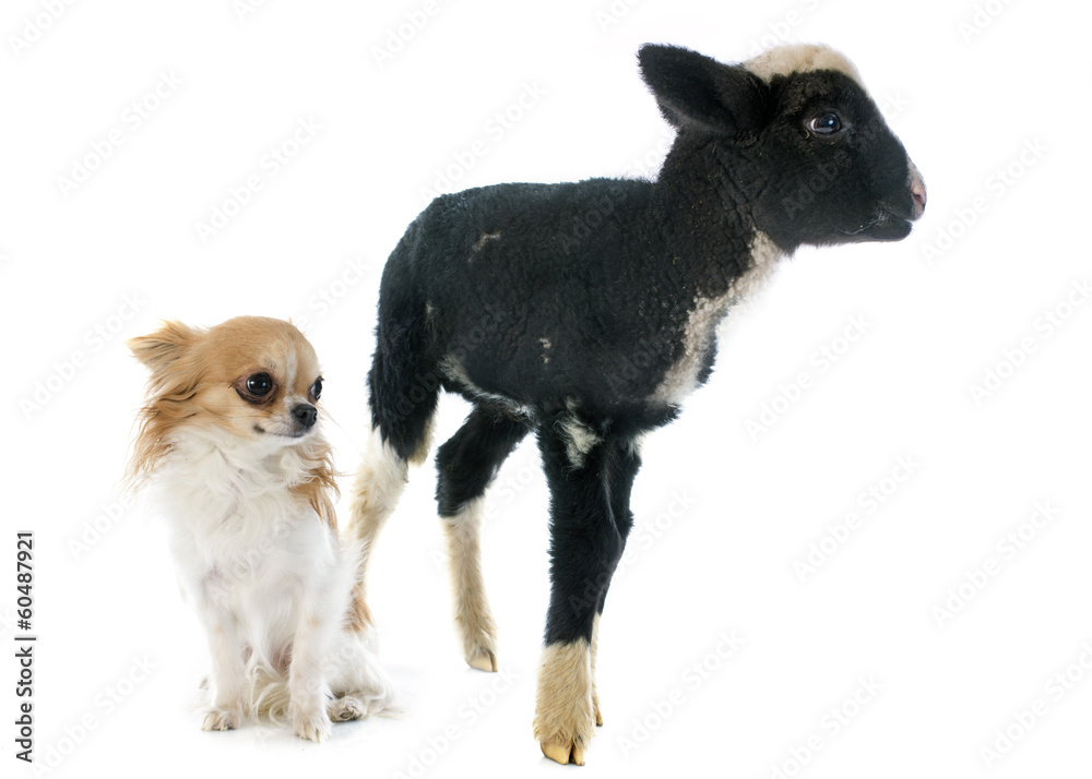 young lamb and chihuahua young lamb and chihuahua