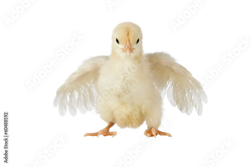 Fluffy chick flapping its wings, isolated on a white background.