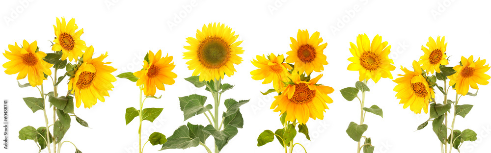 Naklejka premium Sunflowers isolated on white