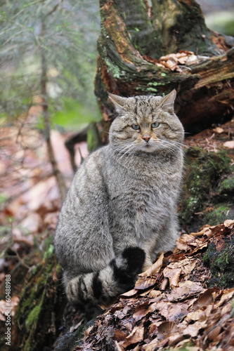 Wildkatze Tarnung photo
