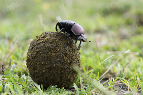 Dung Beetle on top of a ball of droppings.