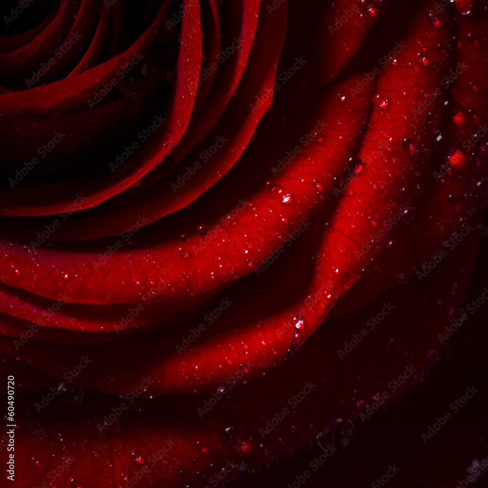 Naklejka premium Natural red roses background