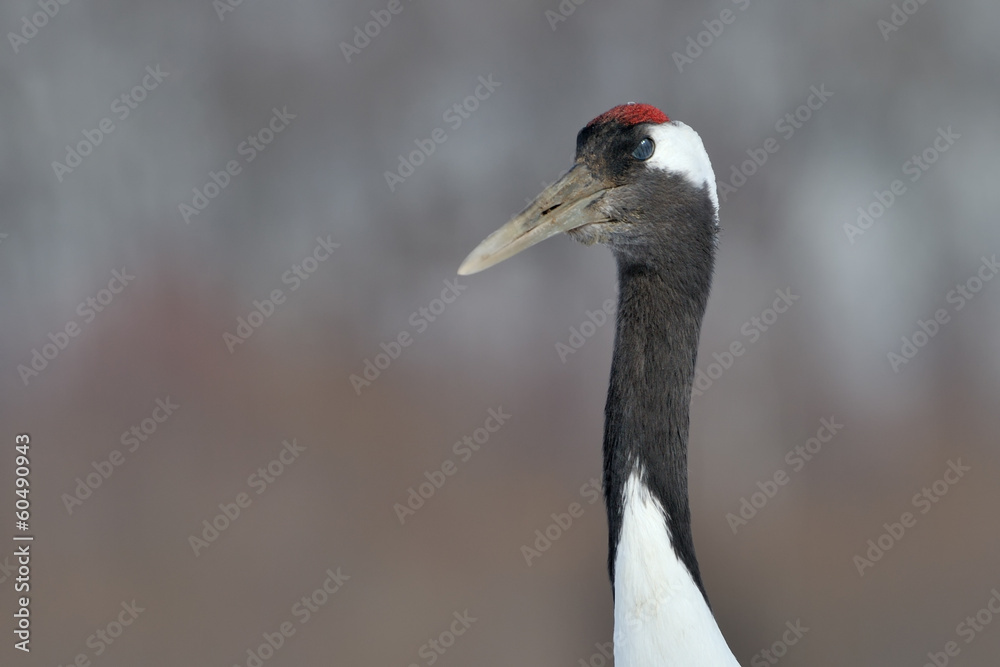 Red-Crowned Crane portrait