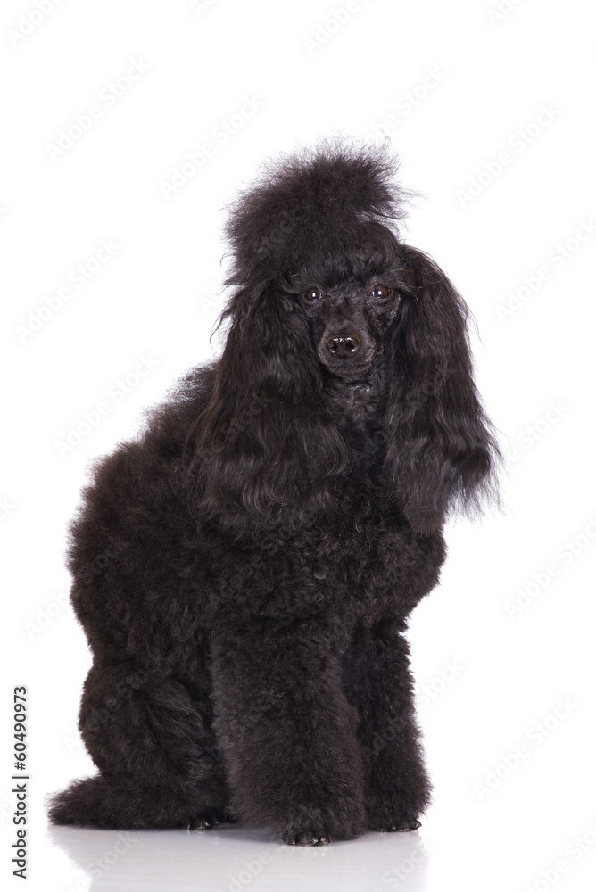 black poodle dog portrait black poodle dog portrait