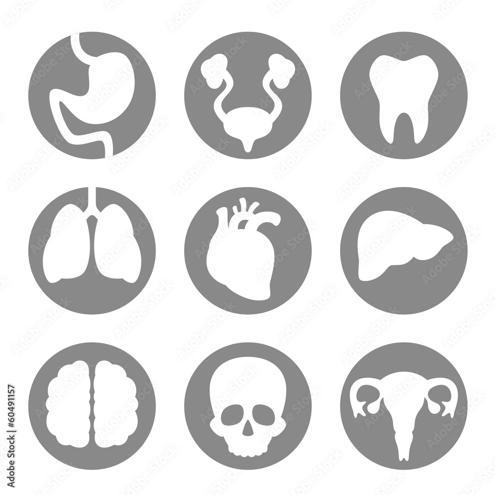 Set of icon internal organs Set of icon internal organs