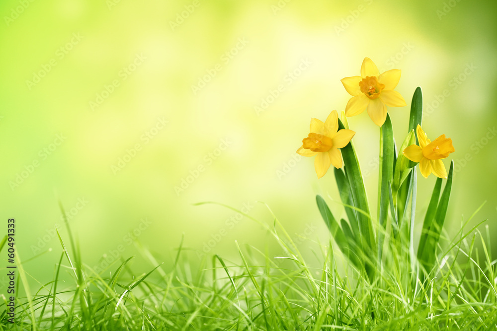 Naklejka premium Daffodil flowers