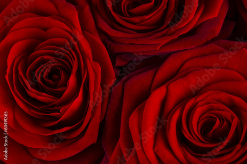 Natural red roses background