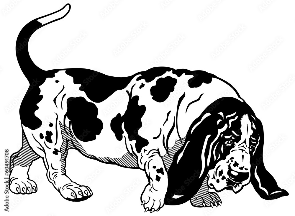 basset black white basset black white
