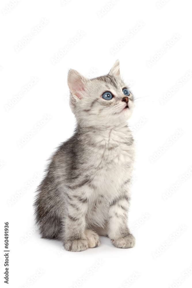 Gray kitten isolated on white