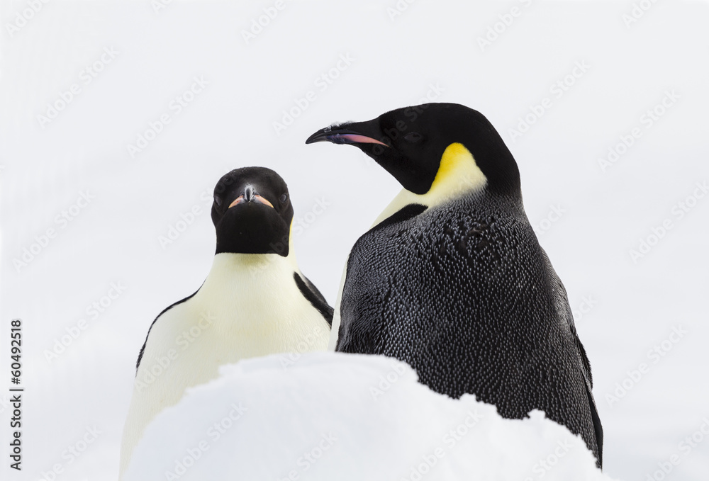 Obraz premium A pair of emperor penguins