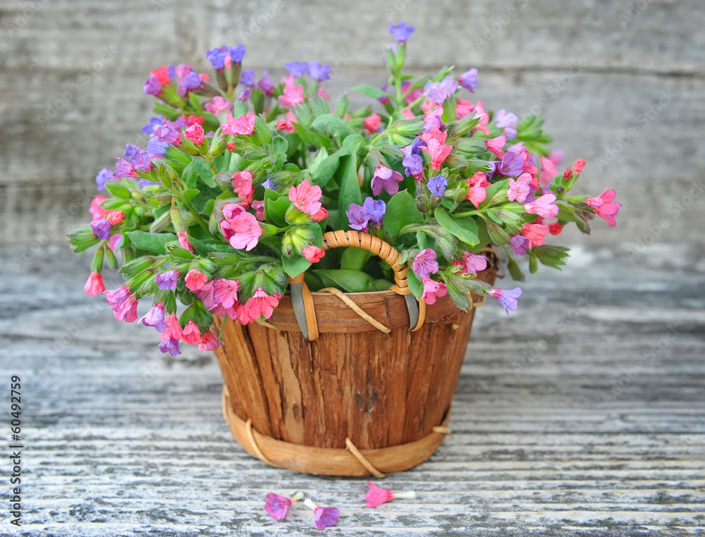 Flowering Lungwort (Pulmonaria) in a basket on a old wooden
