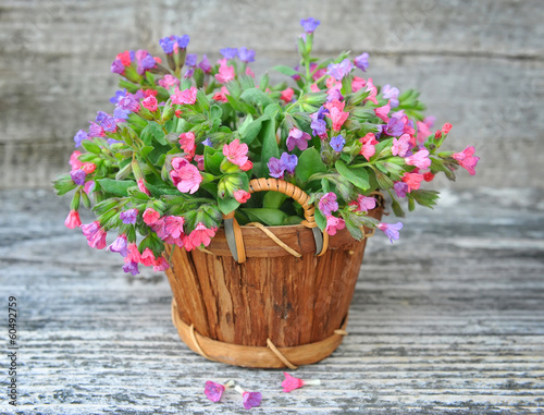 Fototapeta Naklejka Na Ścianę i Meble -  Flowering Lungwort (Pulmonaria) in a basket on a old wooden