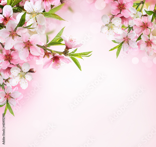 Peach flower blossom