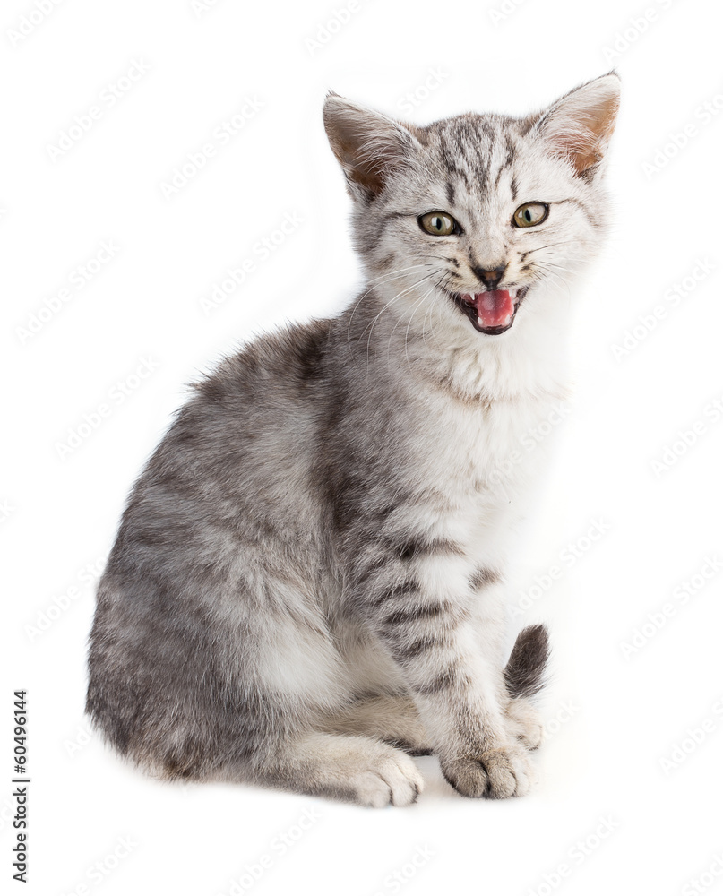 cat cat