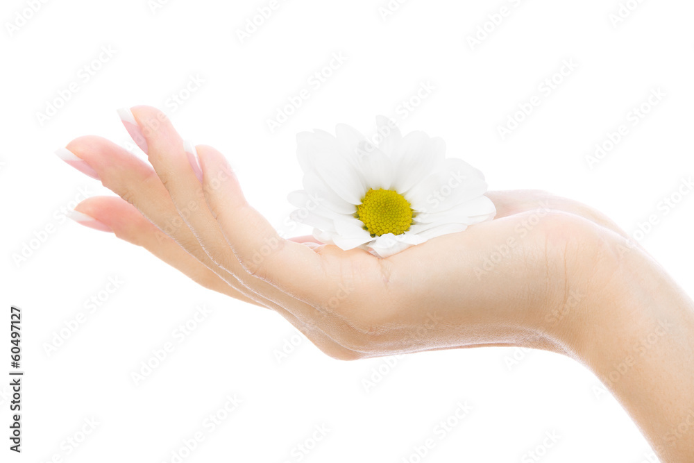 Female hand with a chrysanthemum isolated on a white background Female hand with a chrysanthemum isolated on a white background