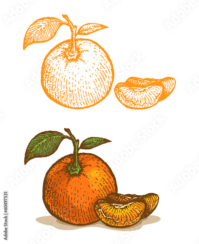 Illustrations of tangerine