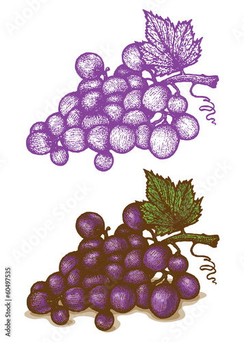 Illustrations of grapes