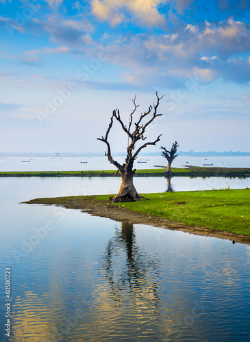 Lonely tree on a lake in Myanmar © seqoya